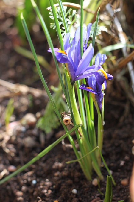 1.iris reticulata.KS